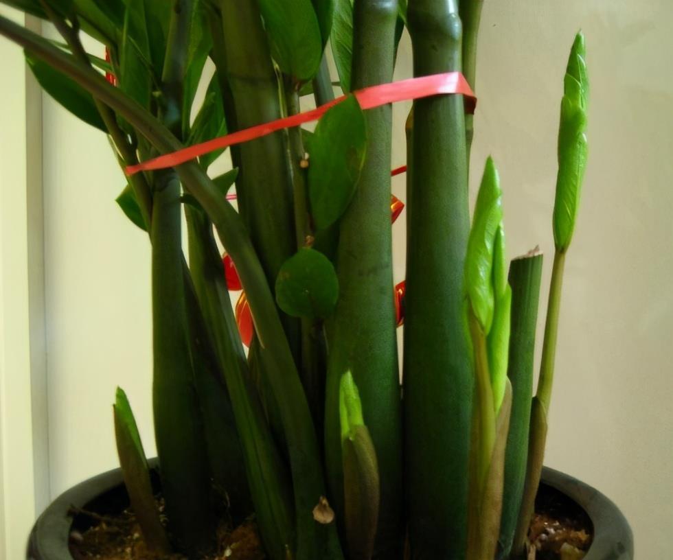 金钱树黄叶干瘪瘪?怎么办?3个表现,一一解决,满盆大新芽