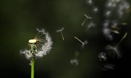 那些可爱的春天开花的本土山野草，你认识几种