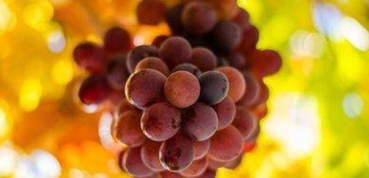 有机碱|人到中年,学会常吃以下食物,排毒清肠,滋润皮肤,身体好