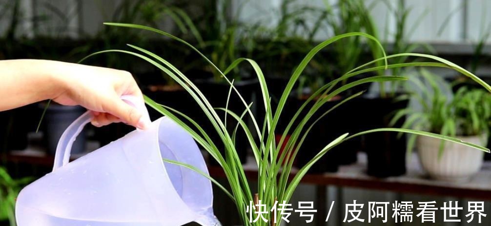 植株|新手秋天养兰花,3个浇水要点要谨记,做好了根壮叶旺开花美