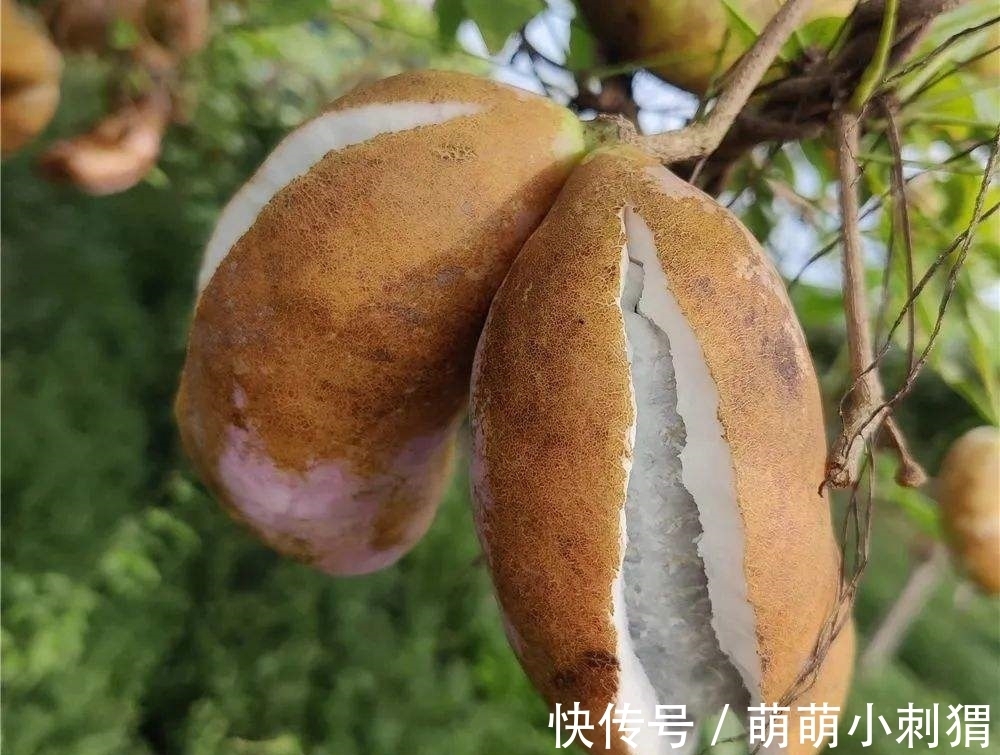 野木瓜|农村一种叫拿藤的野果，人称“九月黄”，一斤卖30元，吃过吗？