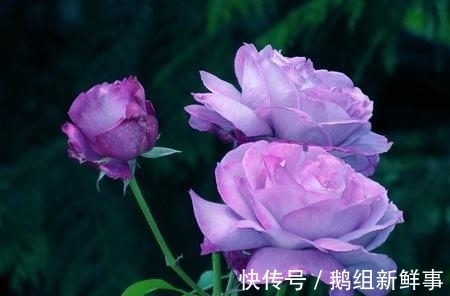 双子座|11月中旬，桃花散落，旧情苦涩，复合无果的4星座