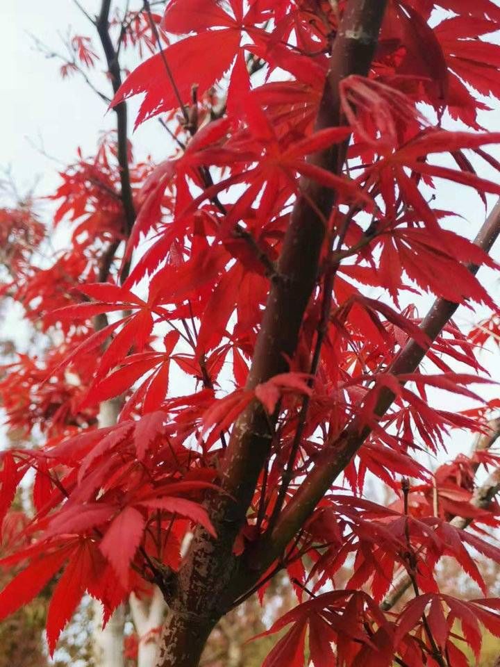 小东湖|金秋明湖