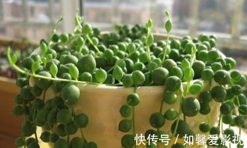 紫玄月|谁说多肉都耐旱？这些喜水多肉，太能喝水天天要浇