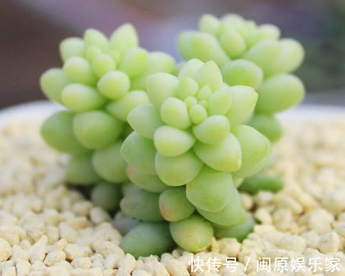 多肉新玉缀怎么叶插教你3个小步骤，叶插后生根快速长势旺盛