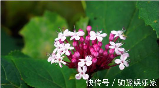 煲汤|农村有一种“臭草”,农民说在乡下的猪都不吃,城里人拿来煲汤