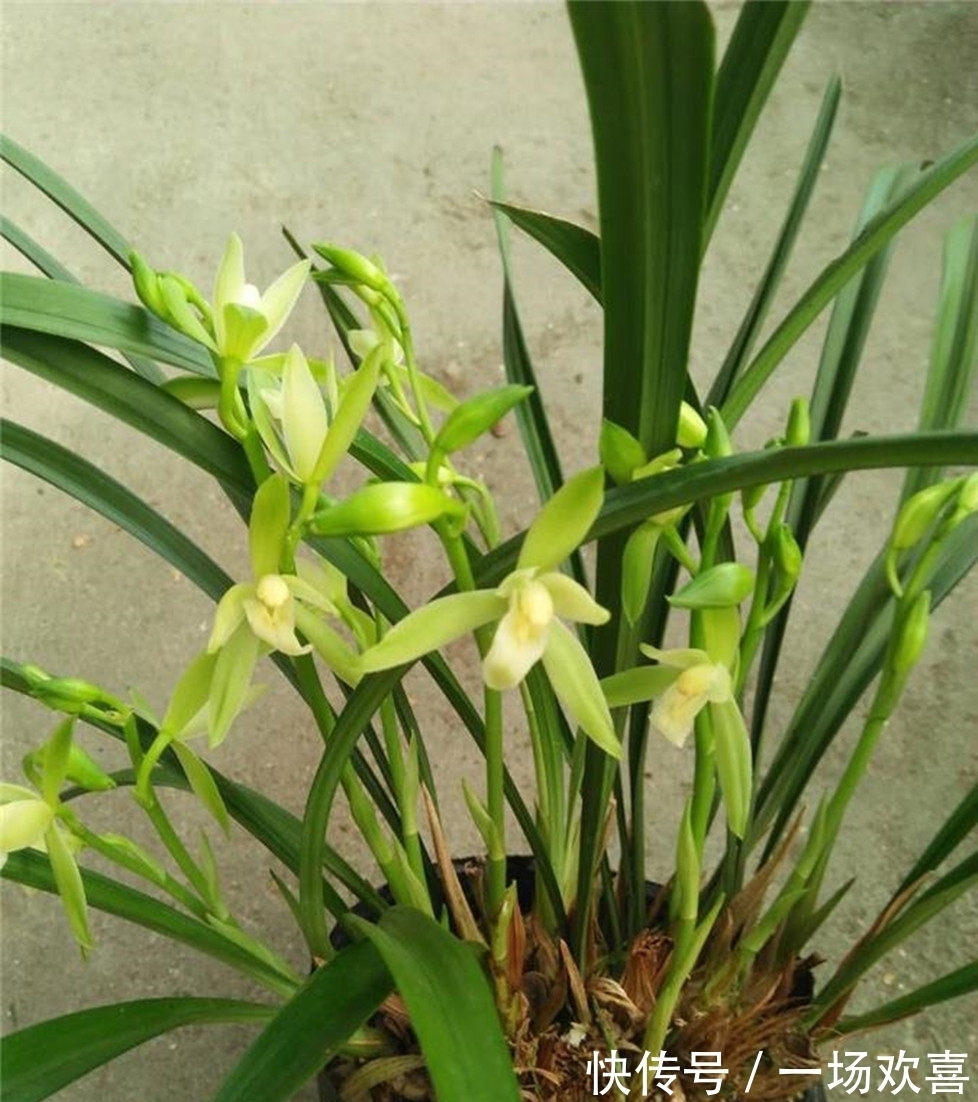 此兰花价格便宜,但性价比很高,香味扑鼻还好养,每年可开花4次