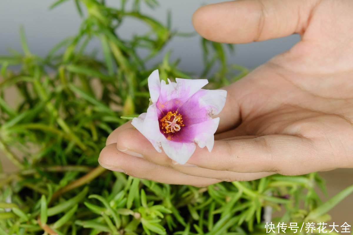 月季花|全年都开花的花，看一下这3种，家里四季如春