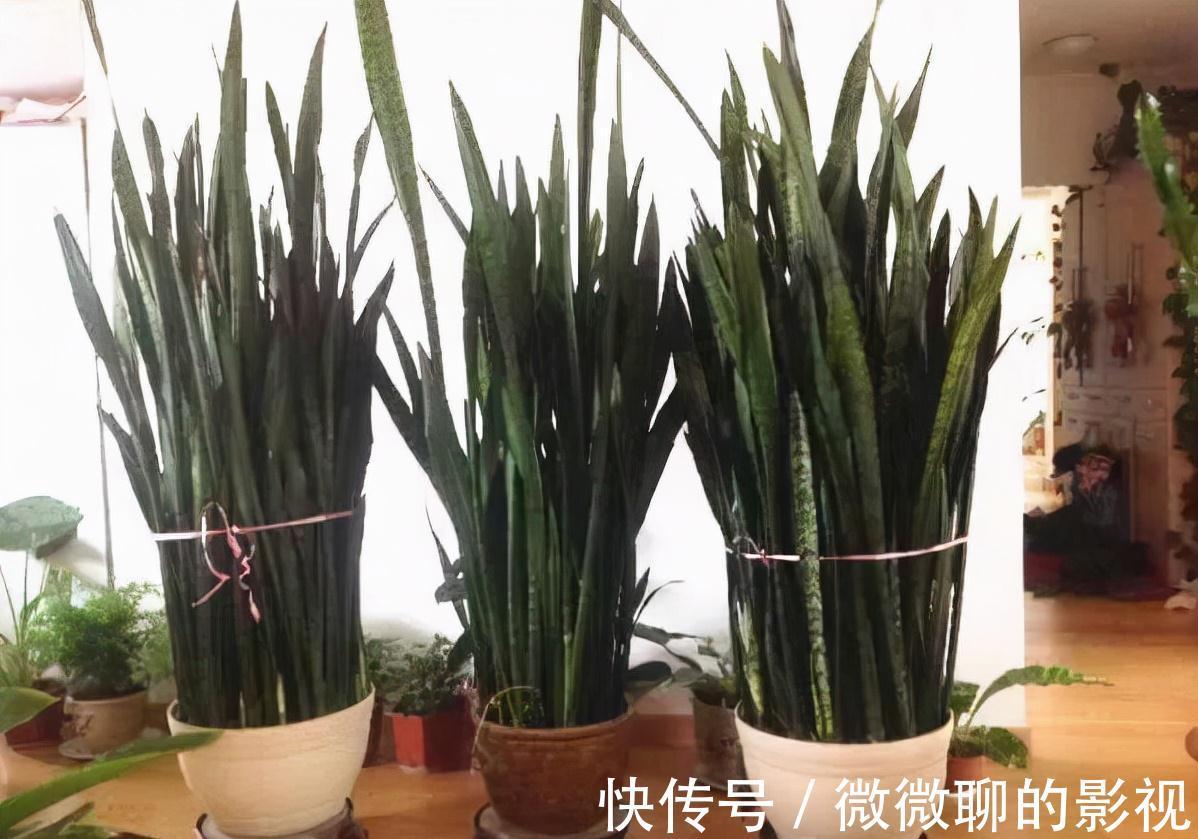 虎皮兰身上有个小机关,这样打开它,一夜冒出8个芽