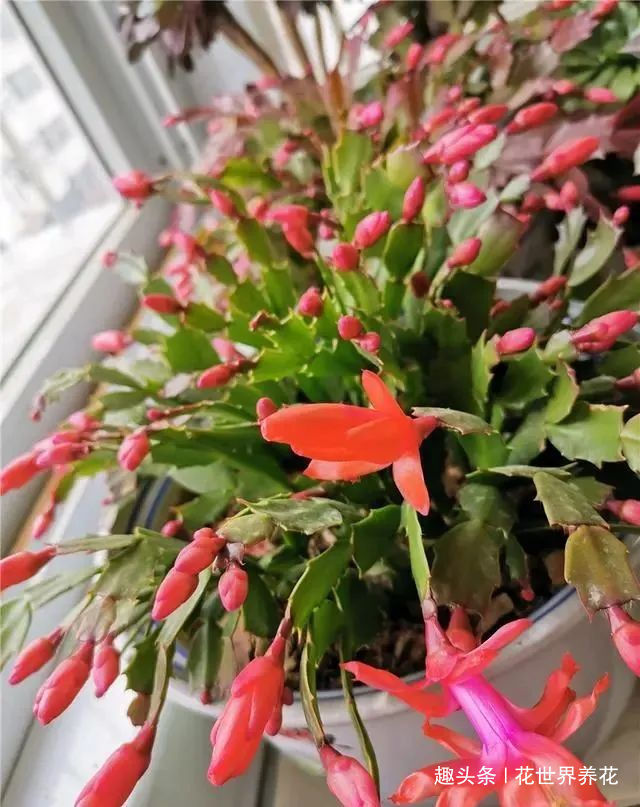 静养|蟹爪兰花后需“静养”,这些事不要做,不然蟹爪兰叶片打蔫难恢复