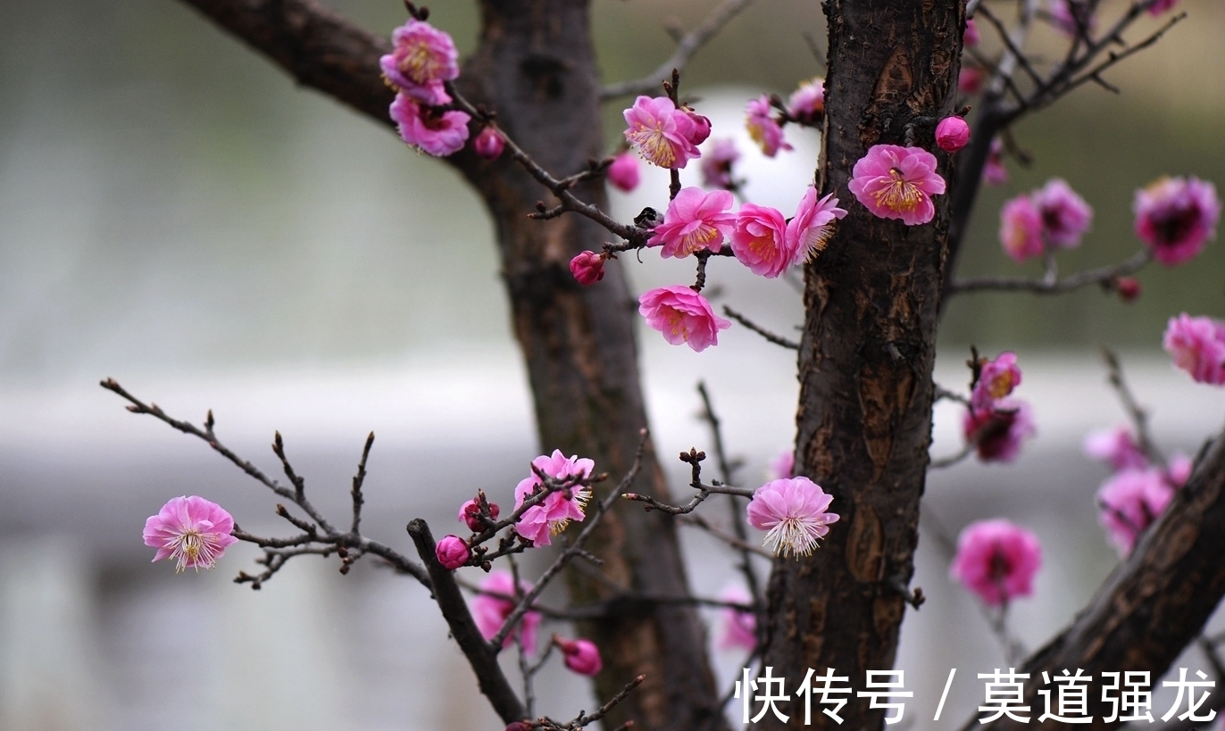 咏梅花$咏梅花最优秀的10首词排名，前两名伯仲之间，从这一角度分出高低