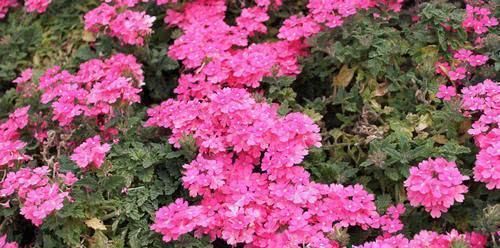 几种皮实又好养的草花,不怕晒不怕热,夏天也能开出小花园