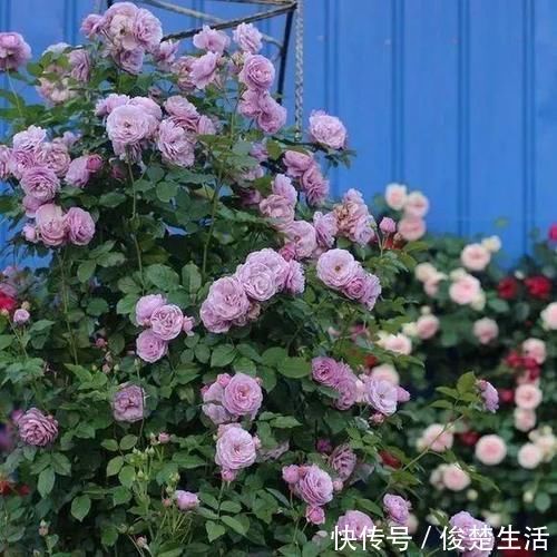 狼牙棒|好看的“无刺月季”颜值担当,不被“狼牙棒”扎到手