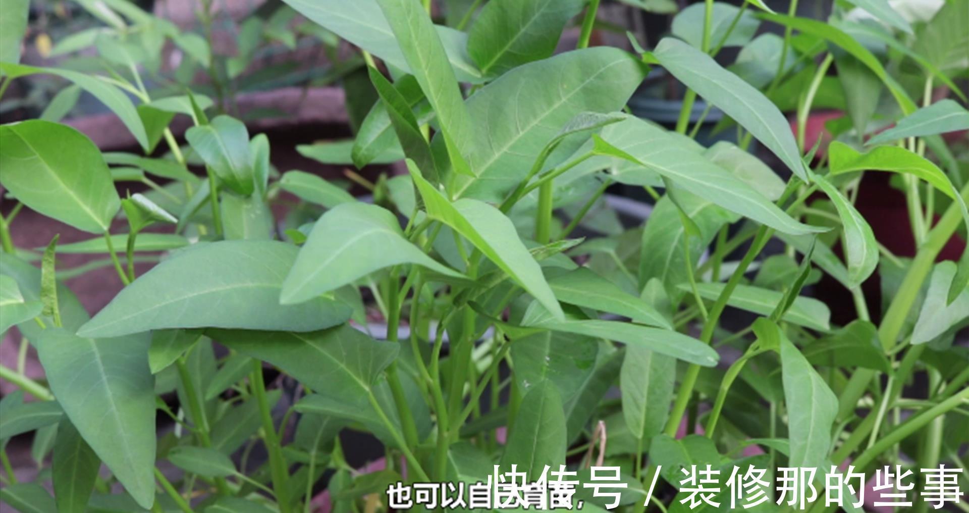 采收|夏季怎么盆栽空心菜？了解几点，长得又快又好，种一盆能吃一夏天