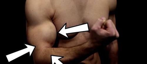 肱二头肌|关于正手vs反手引体向上，该怎么选择的问题，都有哪些肌肉参与？