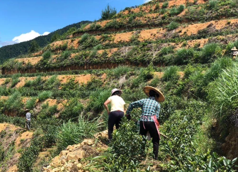 乌龙茶|高山漳平水仙，非遗传承人让你体验“乌龙茶小姐”的风韵