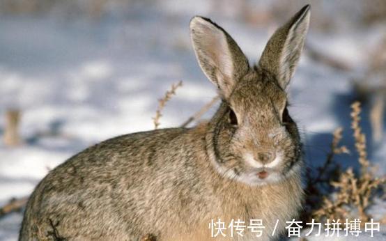 乌龟$俗话说“千年的王八万年龟”,下半句其实最经典,道尽人性!