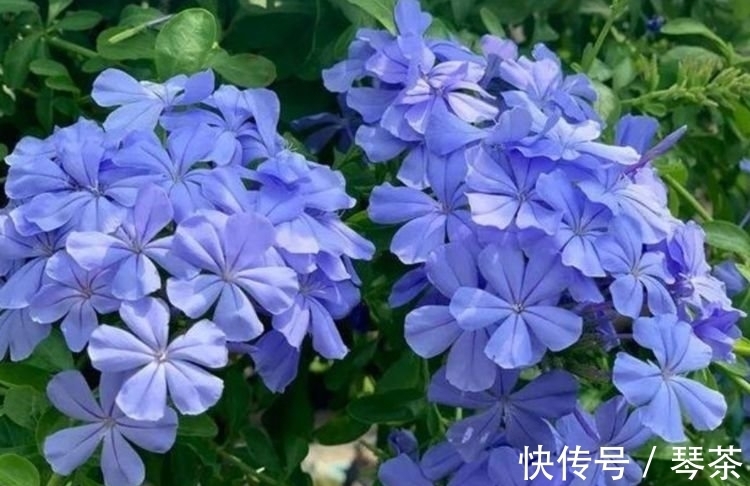 养花就养这几款,花开繁盛花香怡人,花朵粉嫩丰腴,绚丽夺目