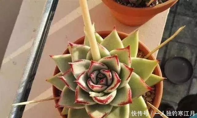 6招教你判断多肉是否缺水,掌握4季浇水法则