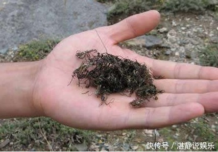 野菜|酷似头发的野菜，毁10亩地才挖2两，古代是贡品，如今成“禁菜”