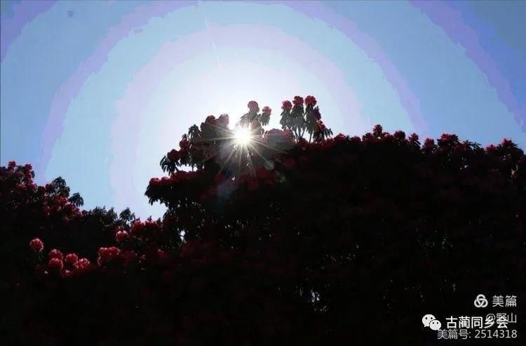  水彩写意杜鹃花