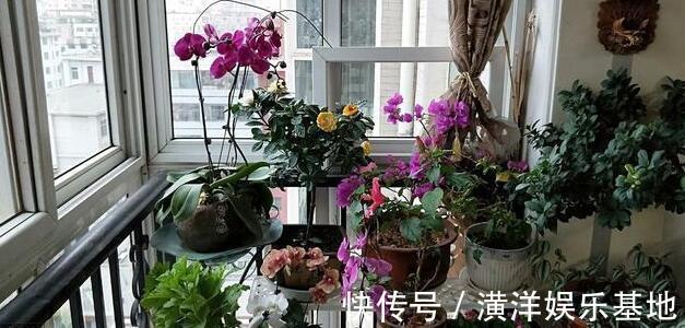 养花|2种“霉运花”不要养家里，虽说无伤大雅，却安全“隐患”多