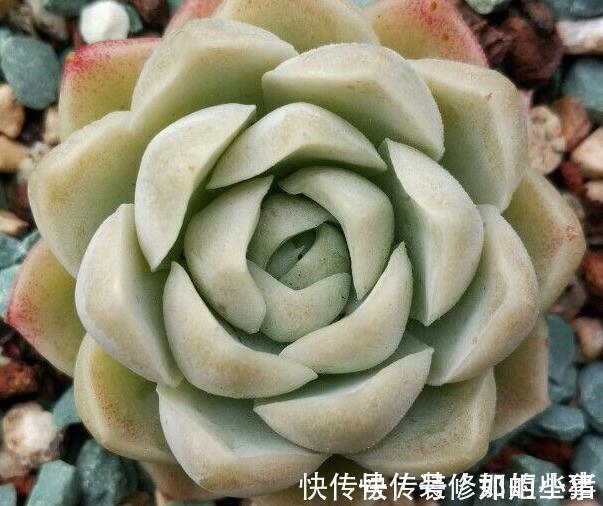 株型最紧凑的,状态最美的多肉,出状态美的跟有仙气一样的透明色