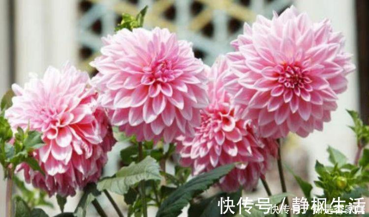 家里必养“4种花”，好养又漂亮，开花漂亮花期长，谁养谁喜欢