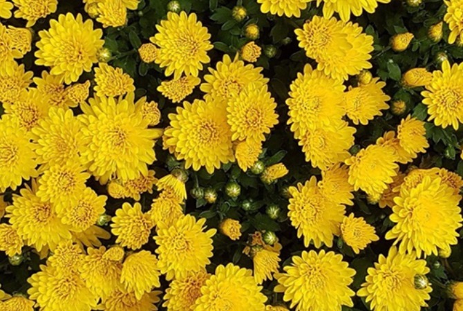 枸杞子茶|枸杞和它一起泡,每天喝一点,肝变干净了,男人的肾也会悄悄变好