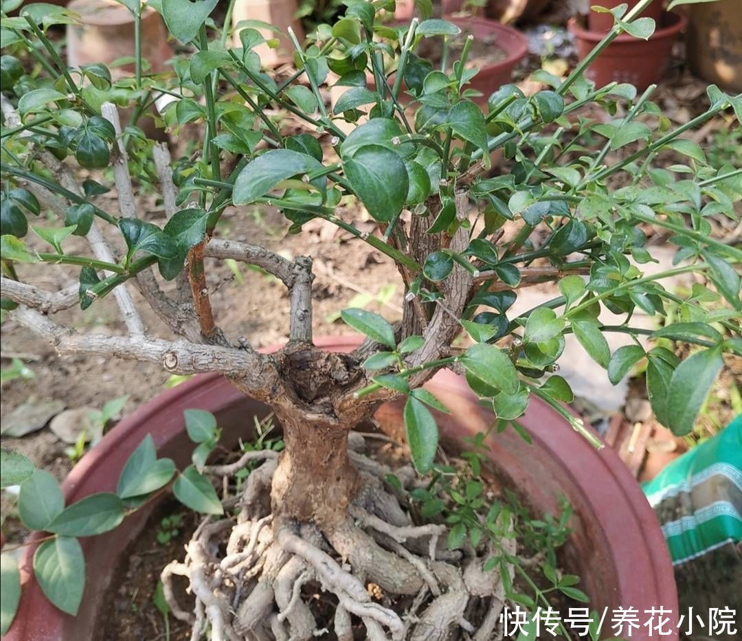 立秋后,3种花长出花苞,补上几次磷钾肥,提高开花质量