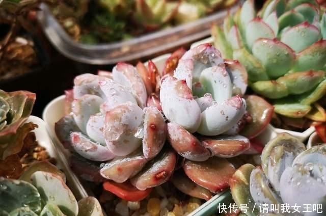 最美多肉排行榜,这6种盆盆都好看,说啥都得养一盆!