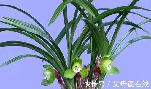 北方养兰花很困难,学会5点小妙招,叶翠绿长势好开花艳