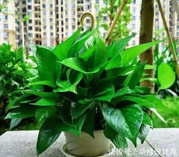 种情况|绿萝叶子打蔫、发软、不精神,一个小技巧,叶子又绿、又挺实