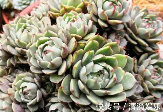 多肉|多肉长势差给它喂上“大补肥”,叶片肥又嫩,爆盆不难