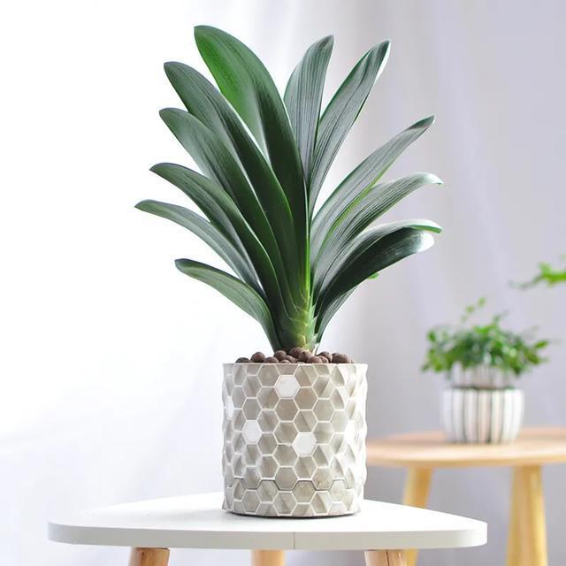 西洋杜鹃|十二生肖养什么植物最旺财,每种生肖各不同,看看你最适合养什么