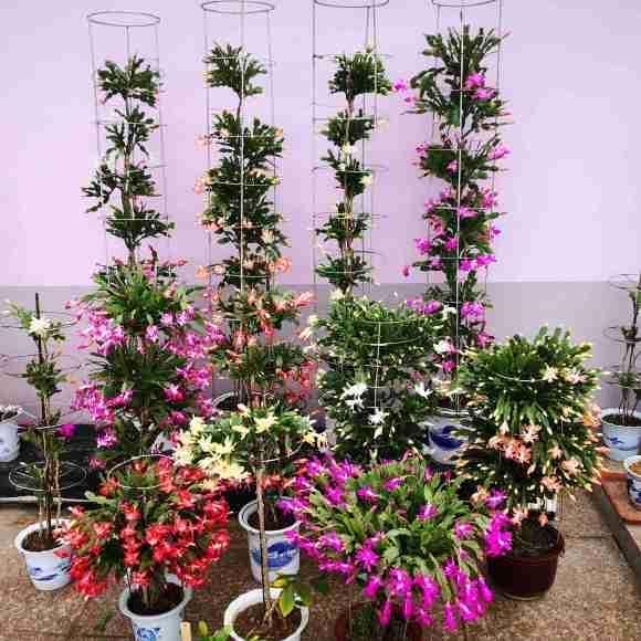 蟹爪兰进入“休眠期”，4件事避开，新叶厚一倍，越长越密集