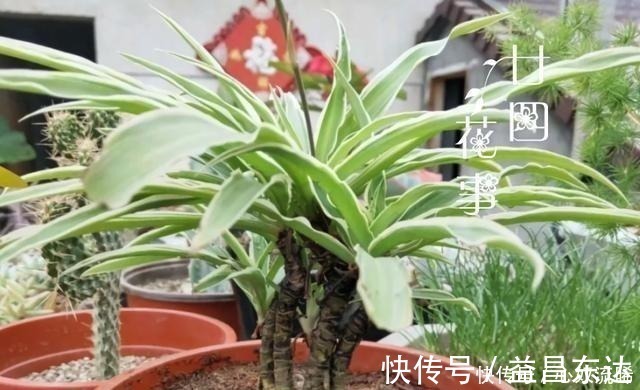 廿四|初秋给吊兰“整整型”，做好两件事，变成飘逸“小老桩”！