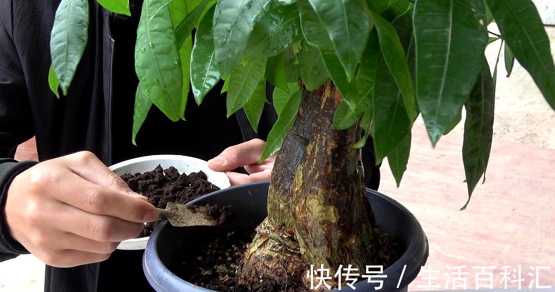 养发|夏天养发财树,大水大肥“大剪刀”,新芽冒的欢,半年大一圈