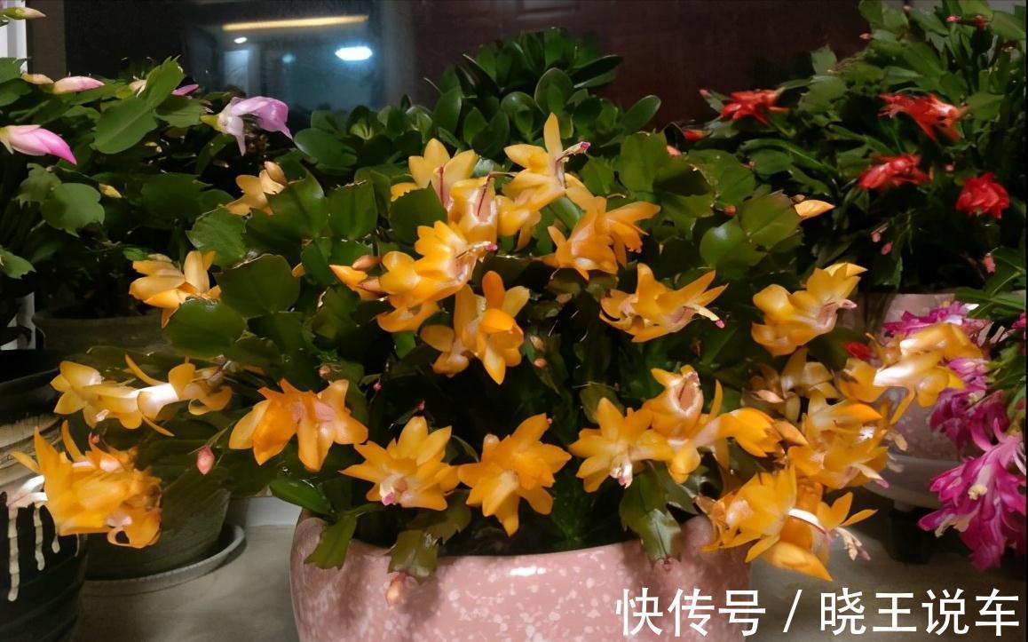 蟹爪兰满头大花苞,噼里啪啦全掉了?教你3招,满满的花芽挤爆了