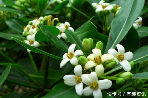 潮湿|养花高手都有这3个“好习惯”，花开更艳丽，轻松爆满盆