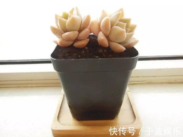 养花新手掌握7个”养护技巧“,刚买的多肉很快就能蹭蹭地长