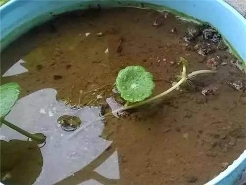 “这”5种花太贵，“掐”1片叶子，一插就活，别“白”花钱了