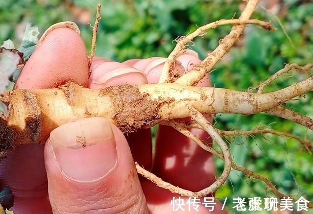 野菜|需要时请少挖一点,不需要时,也请你别随意铲除,因为价值高