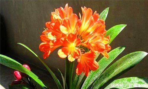 夏天养花需要多浇水以下3种花切记别乱浇水，别说没提醒