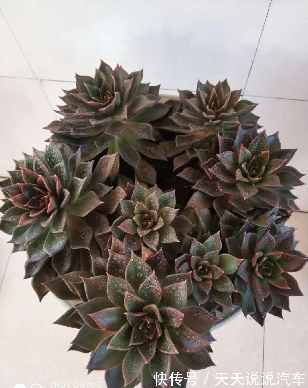 一个多肉小叶片，3个月后养爆盆，咋养的