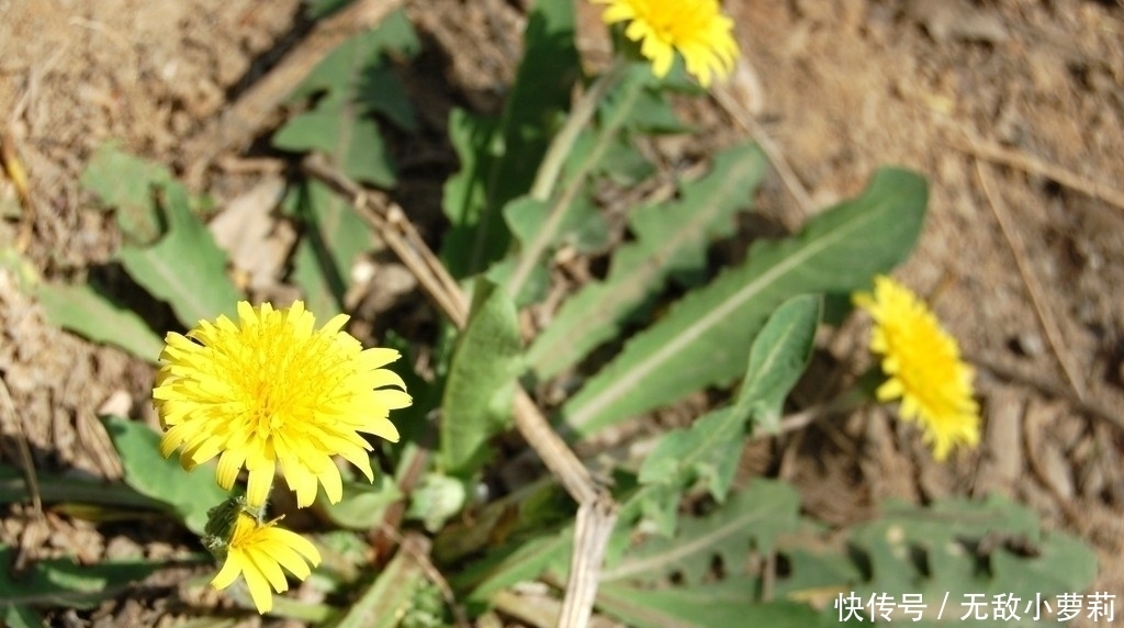 野菜|春季挖這幾種野菜好吃又養生