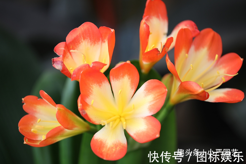 给君子兰吃一粒“药片”,叶片油绿,快速开花