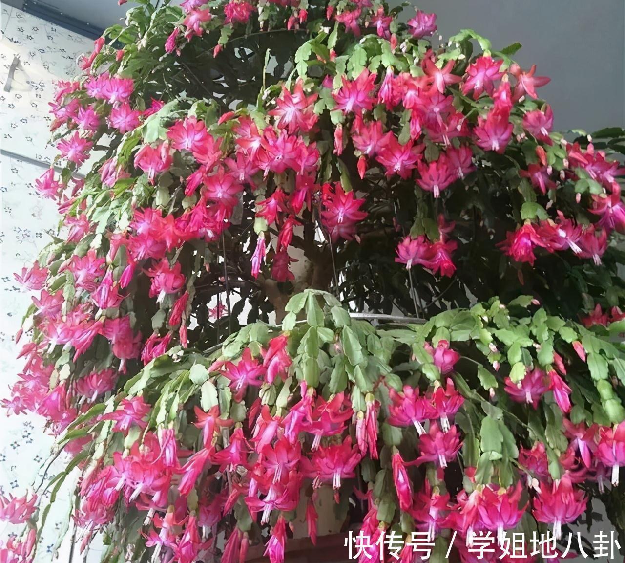 老桩|6种“懒人花”,堪称“不死花”,养成老桩几十年,旺家又值钱