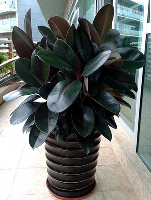 客厅摆什么植物容易养、寿命长,又不需要怎么打理?