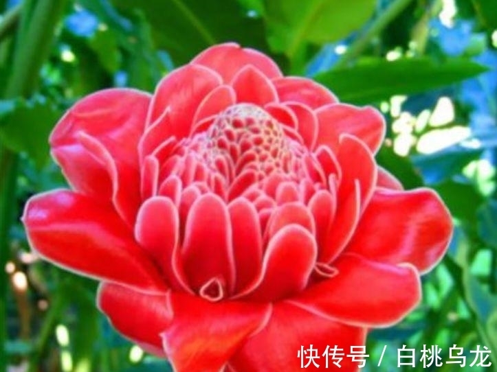 适合庭院养护的几款花卉,花姿妖娆,盛开时繁花似锦